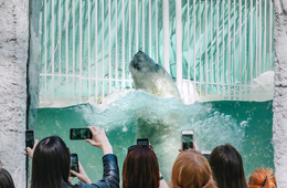 動物園の集客に必要なコツは？人気な動物園の特長・集客の秘訣を解説