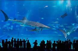 沖楽とは？沖縄県の日帰り離島ツアーやダイビングの予約にも対応