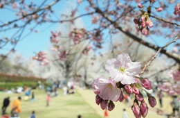 コロナ禍でも「お花見気分」味わえる、飲食店・ホテルのサービス5選