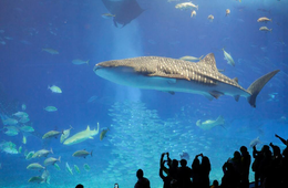 小規模水族館の魅力を活かした集客のコツは？「小さい」短所を長所に変えて入場者数を増やした事例を紹介