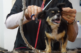 トリミングサロンの集客を上げてリピーターを増やすポイント | 広告媒体ごとの宣伝方法を紹介