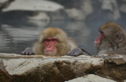 「この冬行きたい温泉地」1位は箱根 価格より温泉街の「雰囲気」重視する傾向